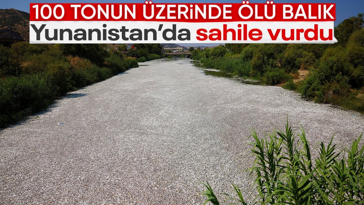 Yunanistan’da binlerce ölü balık sahile vurdu: Bölge sakinleri zor durumda