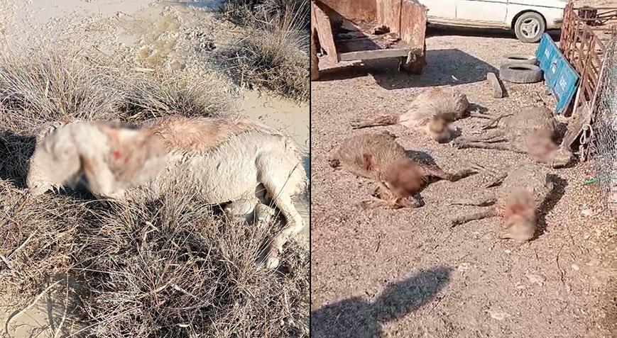 Sahipsiz köpekler dehşet saçtı! 26’sını tek tek telef ettiler