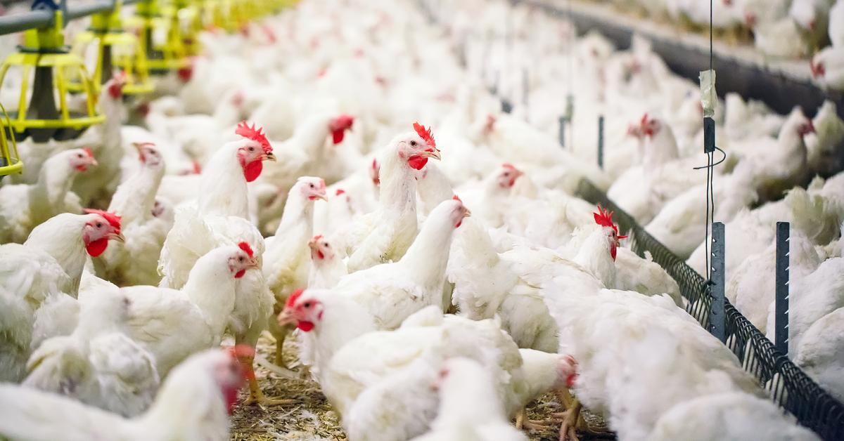 ABD’de 2017’den itibaren ilk H7N9 kuş gribi salgını görüldü